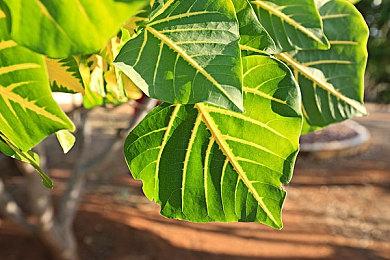 游戏仍无消息 《Dark and Darker》推出定制咖啡套装